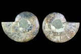 Sliced Ammonite Fossil - With Pyrite #123191-1